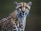 Cheetah, Acinonyx jubatus, 18 months old, standing. Ai Generated