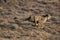 Cheetah, acinonyx jubatus, Adult Running, Masai Mara Park in Kenya