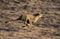 Cheetah, acinonyx jubatus, Adult Running, Masai Mara Park in Kenya