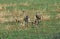 Cheetah, acinonyx jubatus, Adults hunting a Thomson`s Gazelle, Masai Mara Park in Kenya