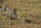 Cheetah, acinonyx jubatus, Adults hunting a Thomson`s Gazelle, Masai Mara Park in Kenya