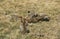 CHEETAH acinonyx jubatus, ADULTS WITH A KILL, A THOMSON`S GAZELLE, MASAI MARA PARK, KENYA