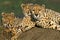 CHEETAH acinonyx jubatus, ADULTS LAYING DOWN ON TERMIT HILL, MASAI MARA PARK, KENYA