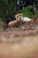 Cheetah Acinonyx jubatus, also a hunting leopard resting on red soil. Adult elderly male cheetah lying on a hill of red clay.