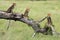 The cheetah Acinonyx jubatus, also known as the hunting leopard, cubs on a slant dry tree. Cheetah cubs in okavango delta