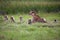 The cheetah Acinonyx jubatus, also known as the hunting leopard, mother with five cubs in the grass