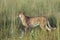 The cheetah Acinonyx jubatus, also known as the hunting leopard, young female is preparing for the hunt