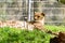 Cheetah Acinonyx jubatus basking in the morning on the grass. Rest after breakfast.