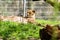 Cheetah Acinonyx jubatus basking in the morning on the grass. Rest after breakfast.