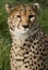 Cheetah (Acinonyx jubatus) - Botswana