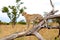 Cheetah, Acinonyx jubatus, climbing on dead tree trunk in Kruger National Park, South Africa