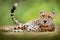 Cheetah, Acinonyx jubatus, detail portrait of wild cat. Fastest mammal on the land, Etosha NP, Namibia in Africa. Wildlife scene