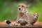 Cheetah, Acinonyx jubatus, detail portrait of wild cat. Fastest mammal on the land, Okavango, Botswana in Africa. Wildlife scene