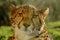 Cheetah, Acinonyx jubatus, detail sun portrait of wild cat, Fastest mammal on land, the cheetah can reach speeds of 60 or perhaps
