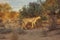 he cheetah Acinonyx jubatus feline with her cub walking across the sand in Kalahari desert.