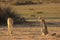 The cheetah Acinonyx jubatus feline with her cub walking across the sand in Kalahari desert in the evening sun