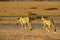 The cheetah Acinonyx jubatus feline with her cub walking across the sand in Kalahari desert in the evening sun