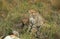 Cheetah, acinonyx jubatus, Female with Cub on a Kill, a Gazelle, Masai Mara Park in Kenya