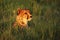 The cheetah Acinonyx jubatus female portrait lying at sunset. Portrait of a cheetah in green grass and the setting sun in orange