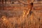 The cheetah Acinonyx jubatus, a large male behind a trunk in control of the territory. The second male in the foreground. A pair