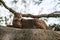 Cheetah Acinonyx jubatus lounges on a rock, beautiful cat in captivity at the zoo, portrait