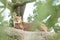 Cheetah Acinonyx jubatus lounges on a rock, beautiful cat in captivity at the zoo, portrait