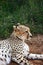 Cheetah, Acinonyx jubatus lying in the grass of the Mokolodi Nature Reserve, Gaborone, Botswana