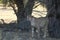 The cheetah Acinonyx jubatus male urine-marking a tree.