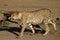 The cheetah Acinonyx jubatus male walking across the sand in Kalahari desert