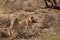 The cheetah Acinonyx jubatus male walking across the sand in Kalahari desert in the evening sun