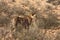 The cheetah Acinonyx jubatus male walking across the sand in Kalahari desert in the evening sun