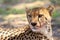 The cheetah Acinonyx jubatus portrait. African cat portrait in the desert