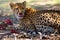 The cheetah ,Acinonyx jubatus, portrait. African cat portrait in the desert.Portrait of a cheetah with blood on his beard