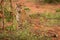 Cheetah Acinonyx jubatus portrait, side view, Madikwe Game Reserve, South Africa.