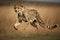 Cheetah (Acinonyx jubatus) running