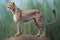 Cheetah (Acinonyx jubatus) in the savannah