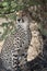 Cheetah, Acinonyx jubatus, in Serengeti National