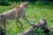 Cheetah, Acinonyx jubatus, standing on a log