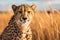 Cheetah (Acinonyx jubatus) stands in long grass in savannah. Generative AI