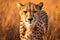 Cheetah (Acinonyx jubatus) stands in long grass in savannah. Generative AI