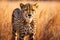 Cheetah (Acinonyx jubatus) stands in long grass in savannah. Generative AI