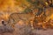 The cheetah Acinonyx jubatus walking through the grass at sunset among trees. African cat in the evening light.Young cheetah