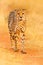 Cheetah, Acinonyx jubatus, walking wild cat. Fastest mammal on the land, Botswana, Africa. Cheetah on gravel road, face to face