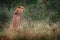 Cheetah, Acinonyx jubatus, walking wild cat. Fastest mammal on the land, Botswana, Africa. Cheetah on gravel road, in forest.