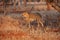 The cheetah Acinonyx jubatus walks in the evening light. A large cheetah at sunset runs through the territory.