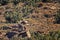 Cheetah, Acinonyx jubatus, Welgevonden Game Reserve, South Africa