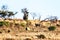 Cheetah, Acinonyx jubatus, Welgevonden Game Reserve, South Africa