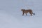 Cheetah - Acinonyx jubatus in winter open landscape in the snow