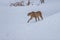 Cheetah - Acinonyx jubatus in winter open landscape in the snow