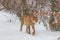 Cheetah - Acinonyx jubatus in winter open landscape in the snow